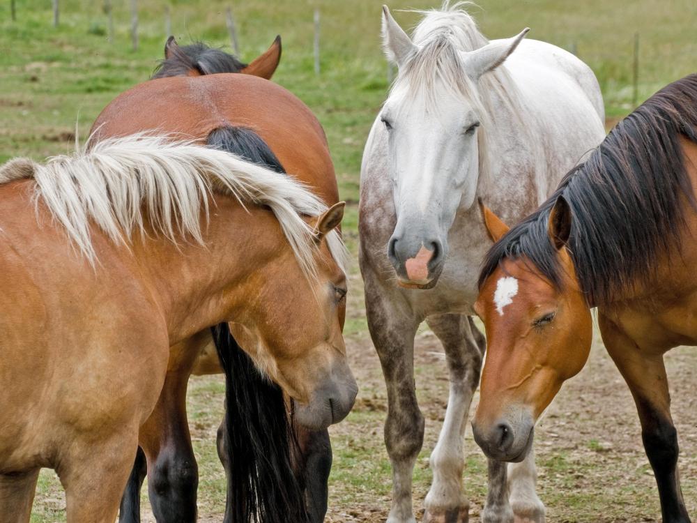 Liniment oil can be used on horses.