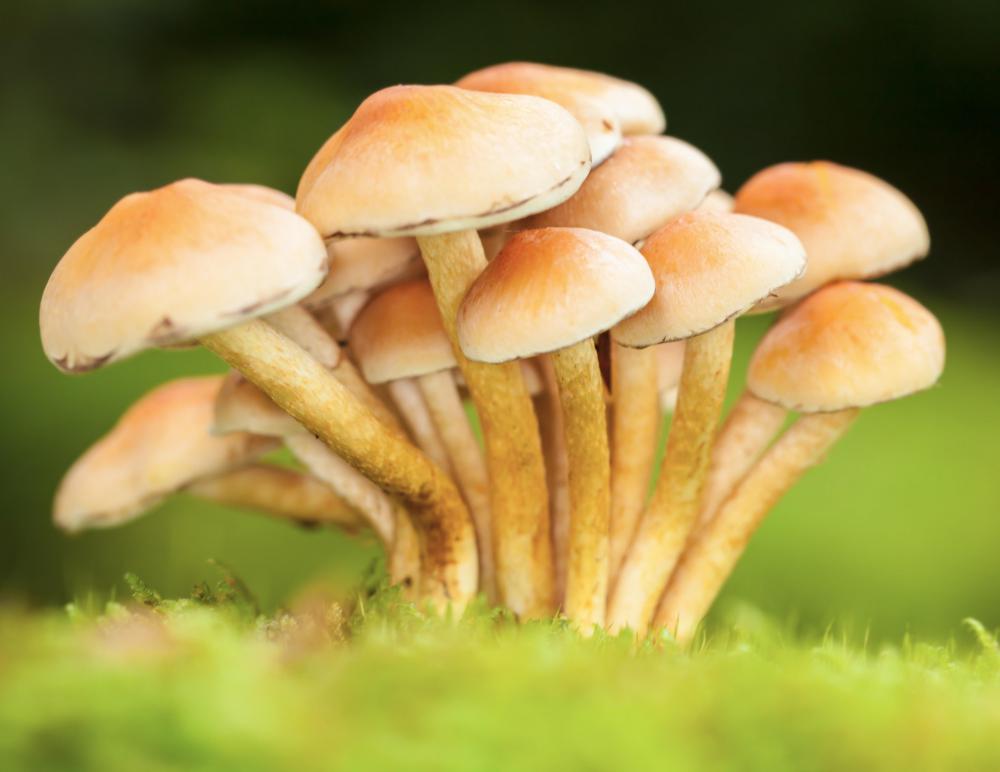 There are 65 species of bioluminescent mushrooms.