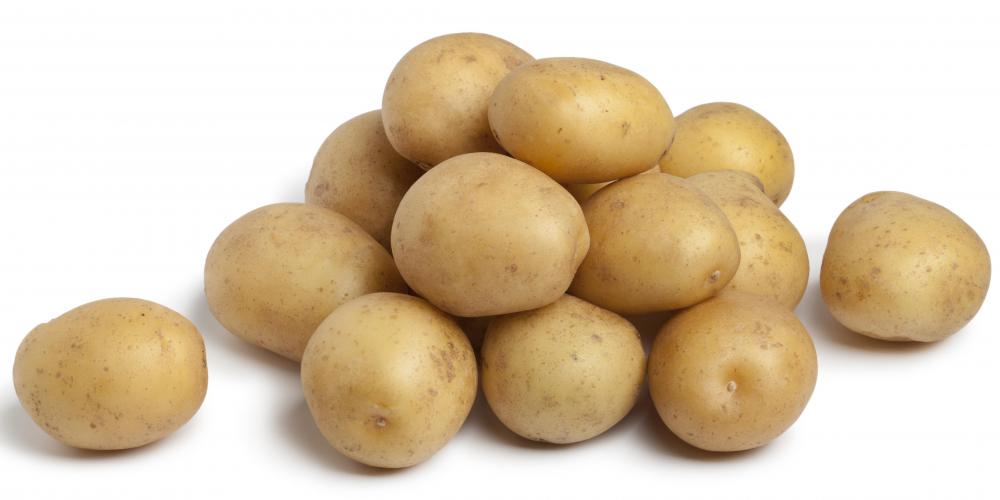 Genetically-modified potatoes varieties with amylopectin have been developed.