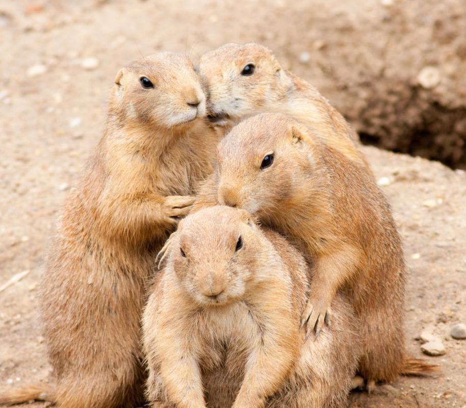 Prairie dogs are highly social animals that have specific roles to play within their community.