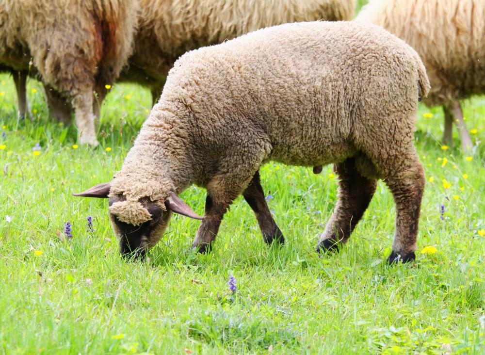 Bluetongue disease has been known to devastate livestock.