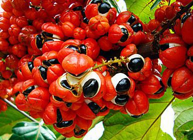 Guarana berries have a higher concentration of caffeine than coffee beans.