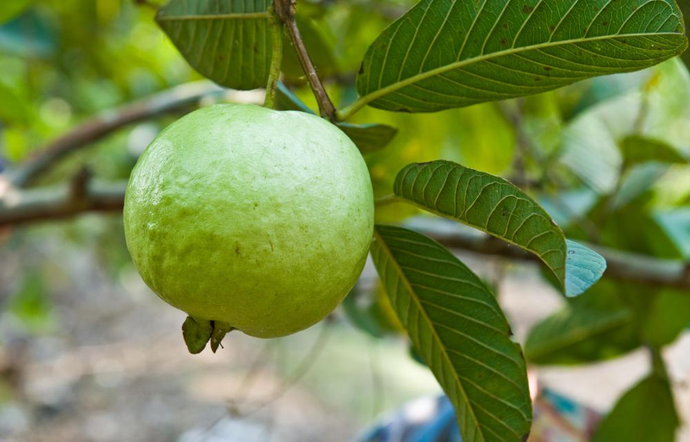 Guava has a high amount of vitamin C.