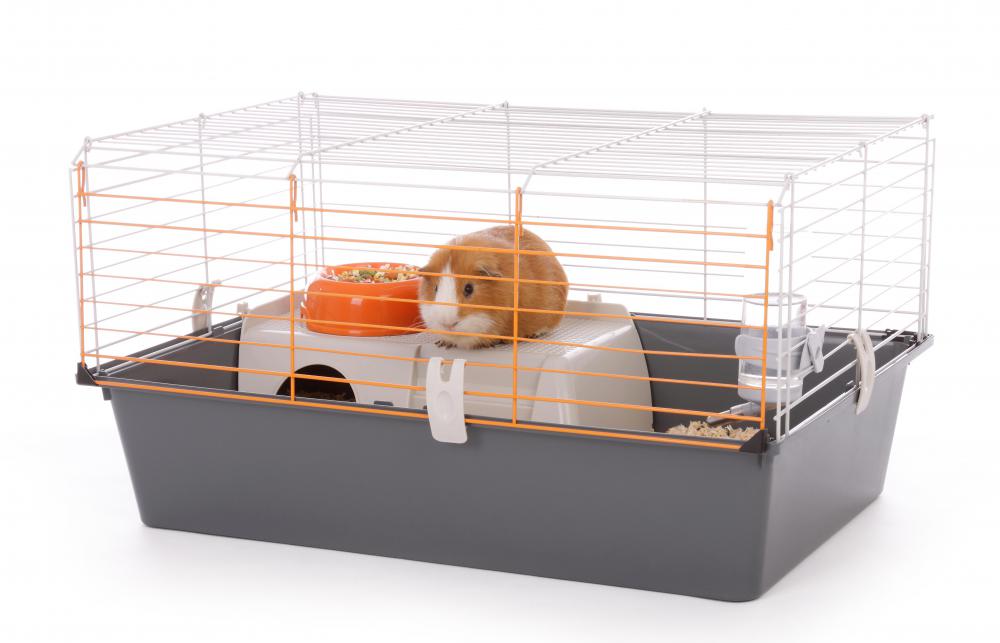Guinea pigs used in scientific experiments are raised to be genetically pure.