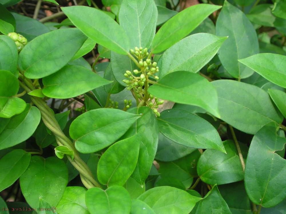 Gymnema sylvestre.