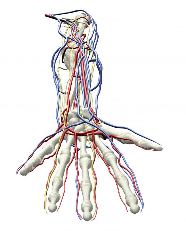 The arteries and veins in the hand evolved to carry blood to the tips of each finger.