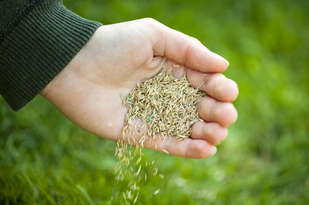 Bahia grass is often used for lawns.