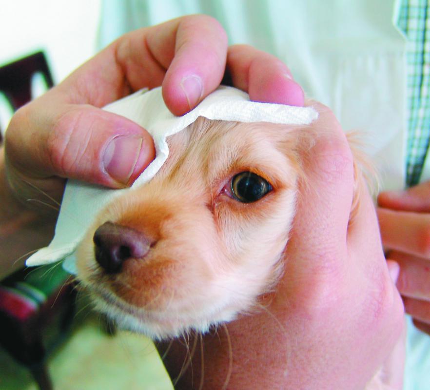 Amoxicillin trihydrate may be prescribed to dogs with an infection.