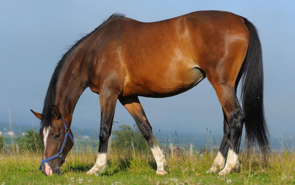 Kentucky bluegrass is still often used in horse pastures.