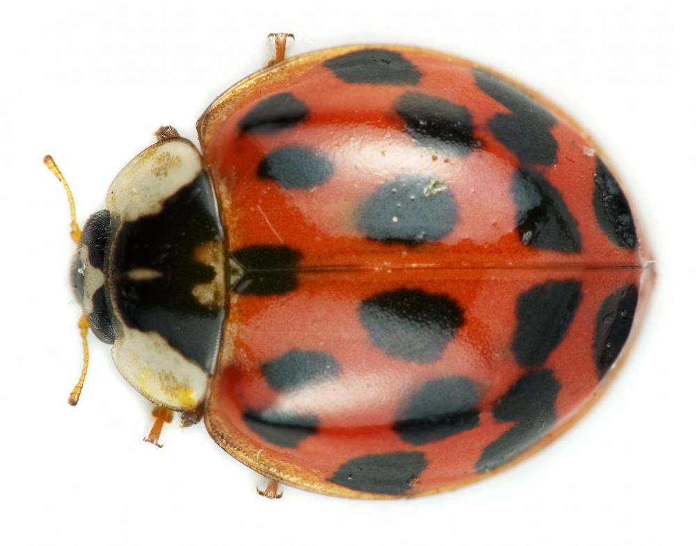 Harmonia axyridis beetles, commonly known as lady bugs, can be infested with the parasitic fungi, Laboulbeniales.