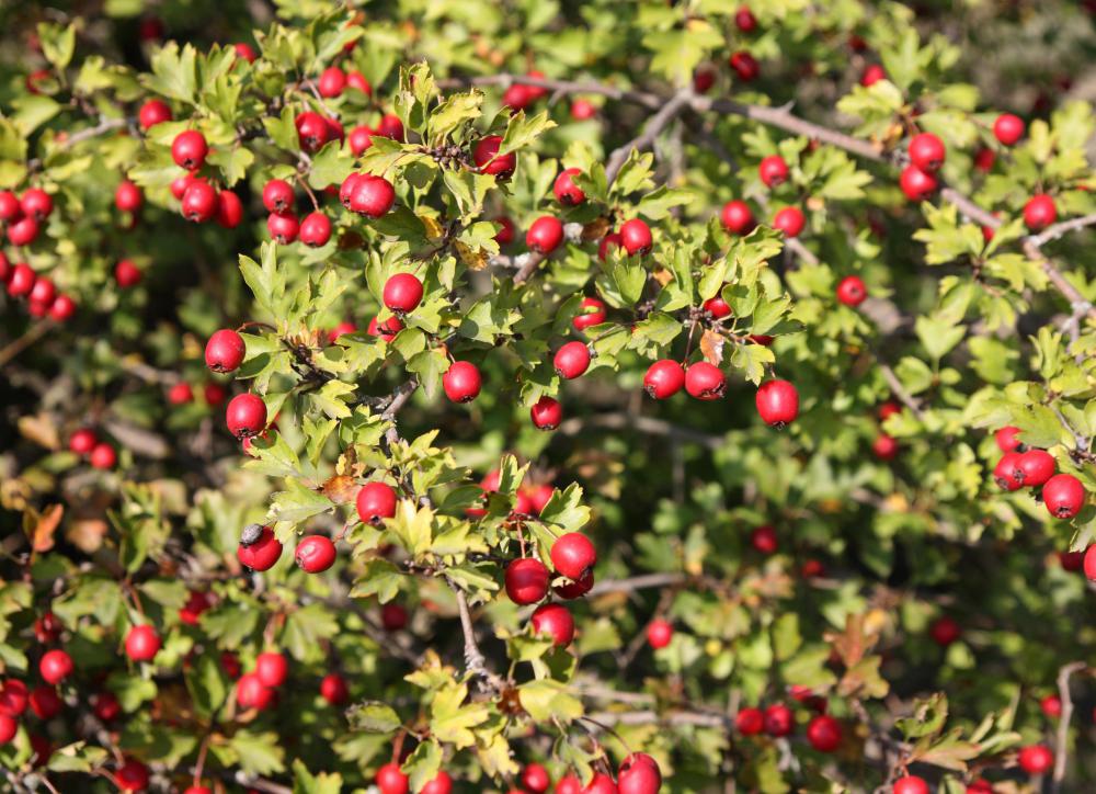 Hawthorn fruit is high in Vitamin C.