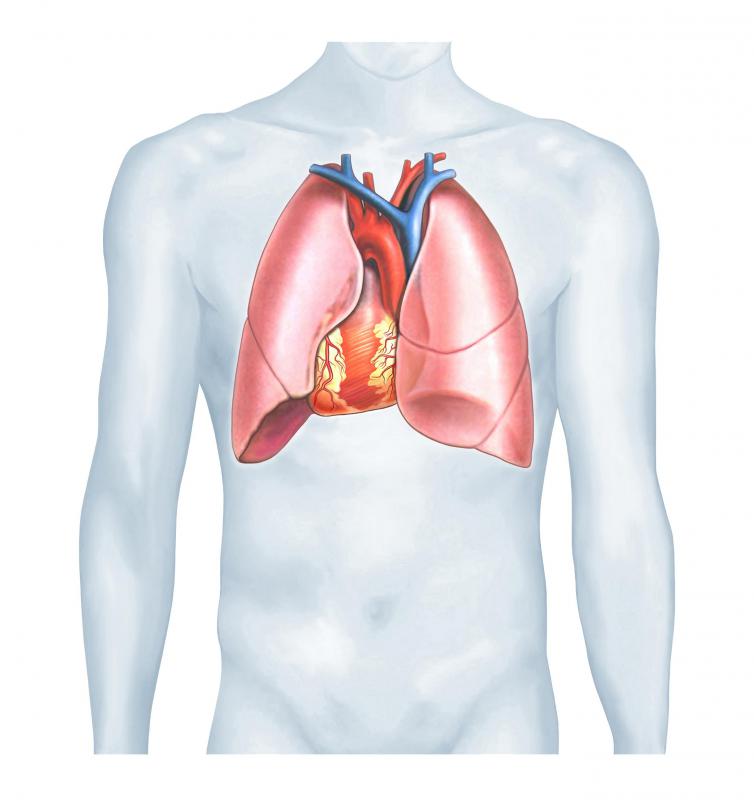 Serous membranes in the body cavities surrounding the heart and lungs help ease expansion and contraction.