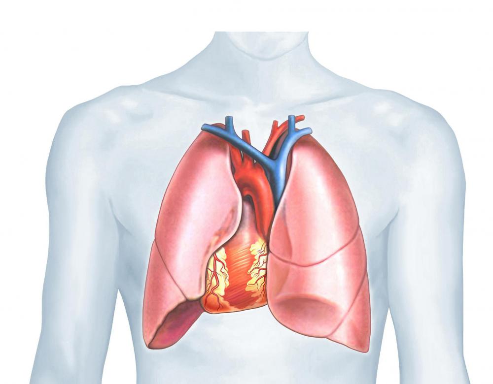 The heart and lungs need to absorb,transport, and utilize oxygen effectively over a long period of physical exercise.
