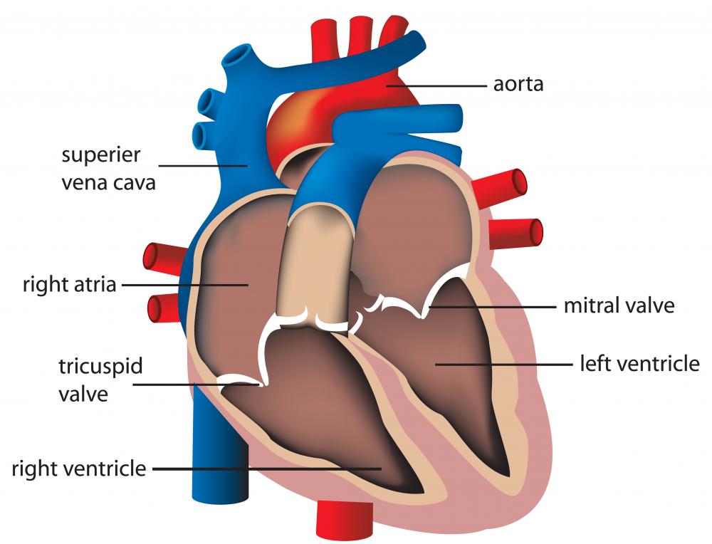 The ventricles and the atria are the two types of chambers of the heart.