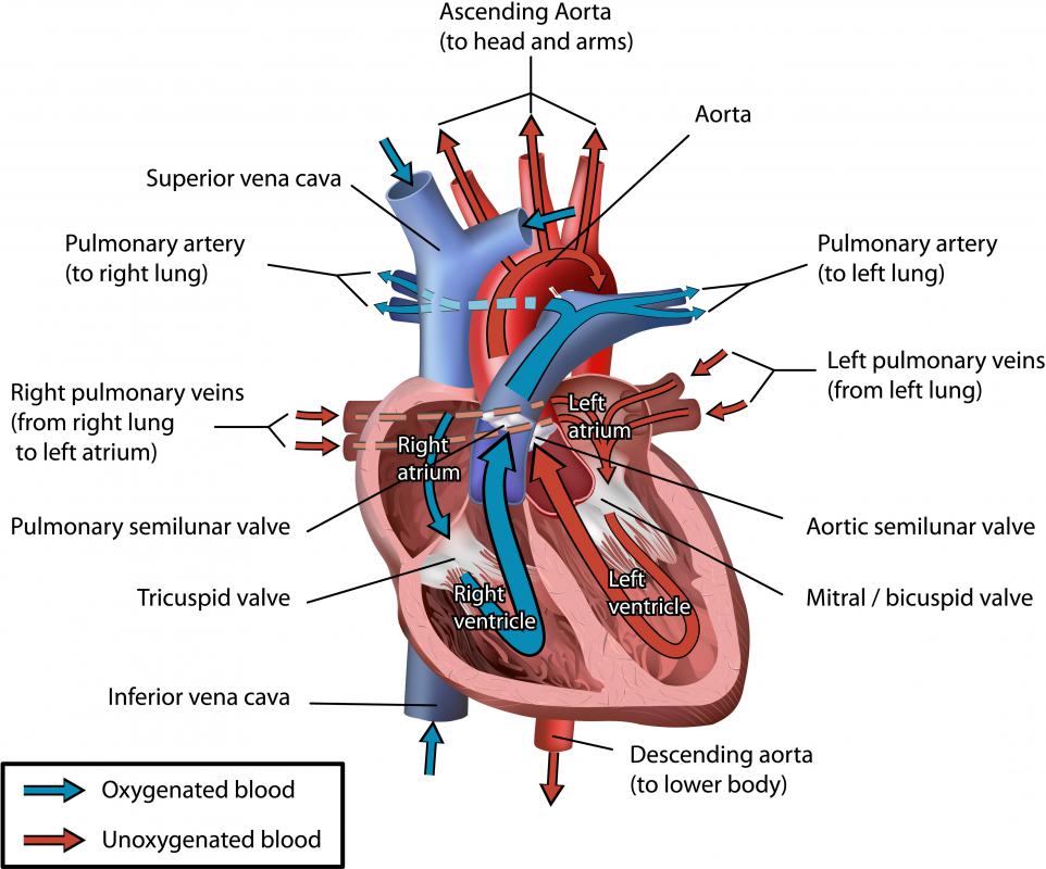 The papillary muscles protect the way the mitral and tricuspid valves function.