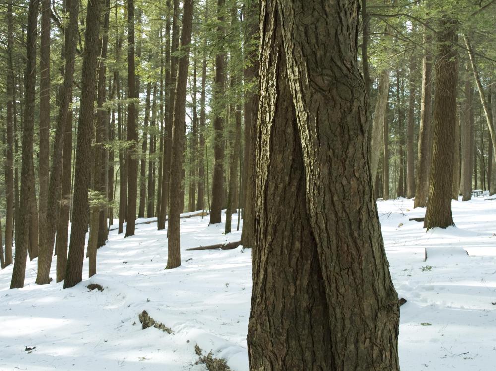 Hemlock can refer to the hemlock tree.