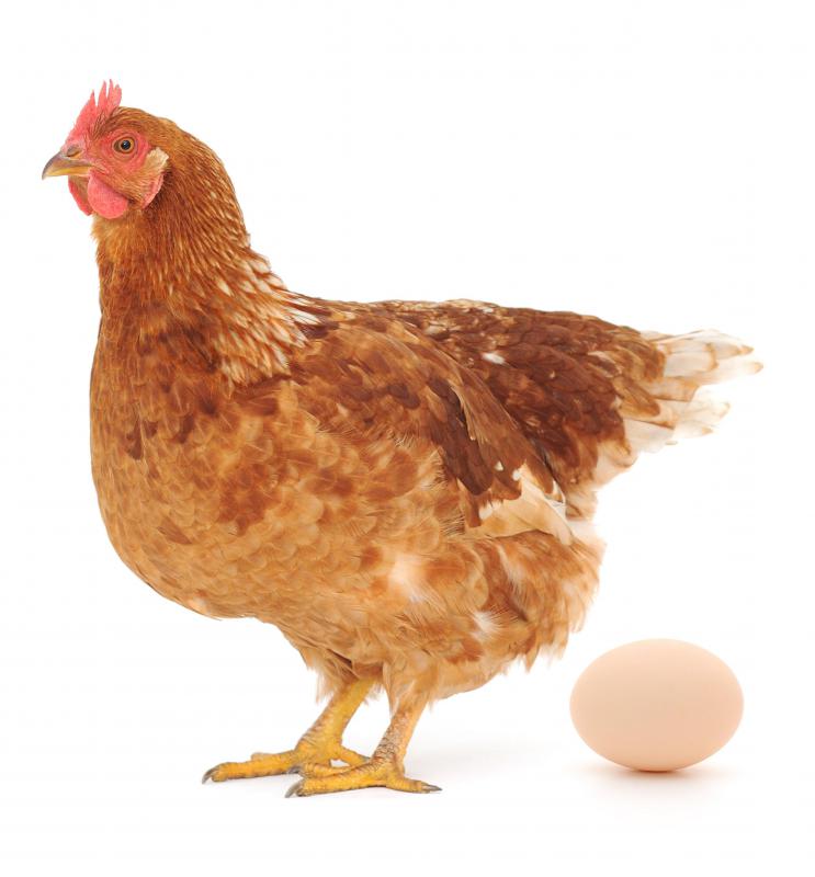 Rooster comb injections may cause reactions for people allergic to chickens or eggs.
