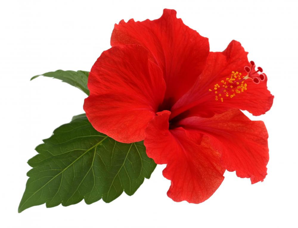 The hibiscus plant is a favorite of gardeners and horticulturalists.