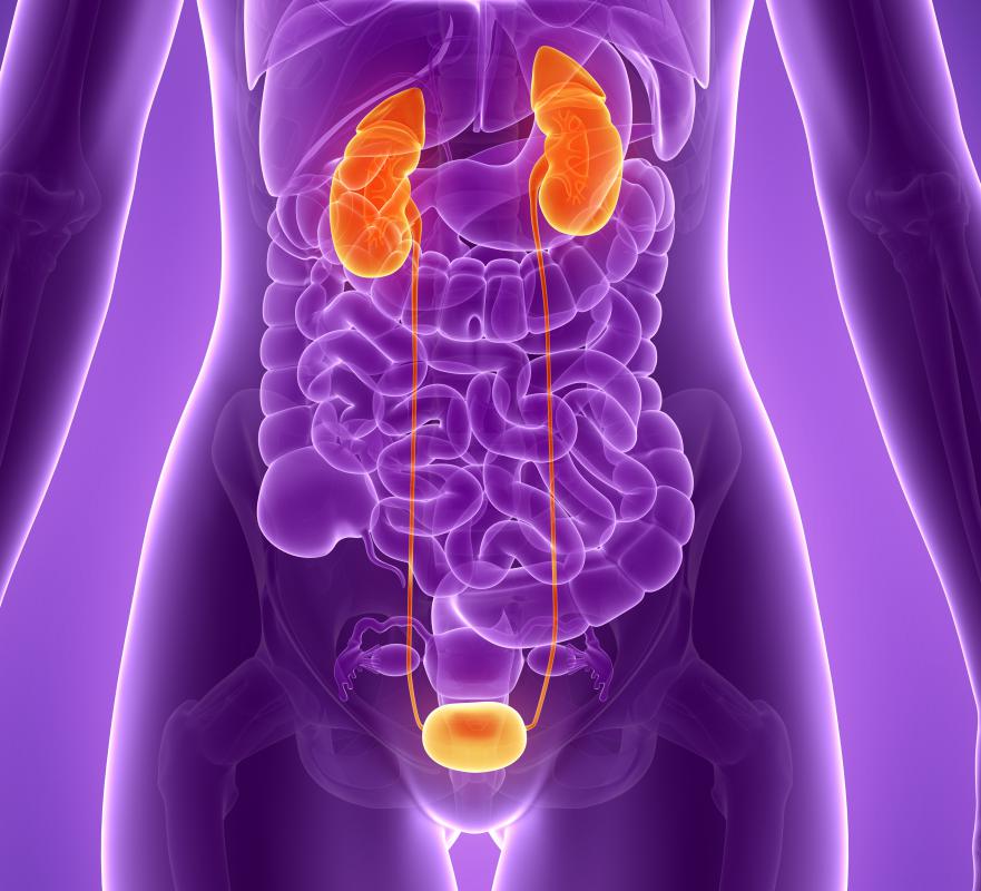 During a peritoneal dialysis, which may be performed to treat kidney failure, a dialysate solution is introduced through the pouch of Douglas..