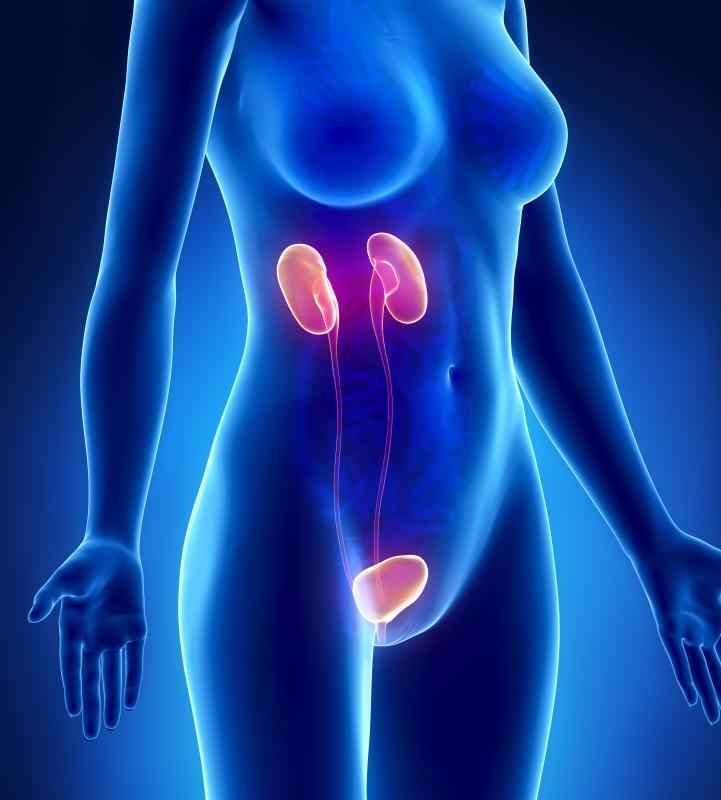 Symptoms of antifreeze poisoning may include kidney problems.