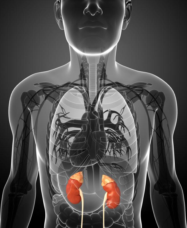 Testing how quickly a patient clears a medication from his or her body may provide important clues about kidney function.