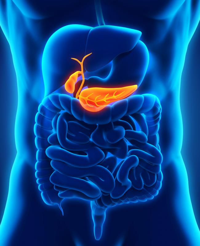 The secretion of saliva from the pancreas is an example of exocytosis.