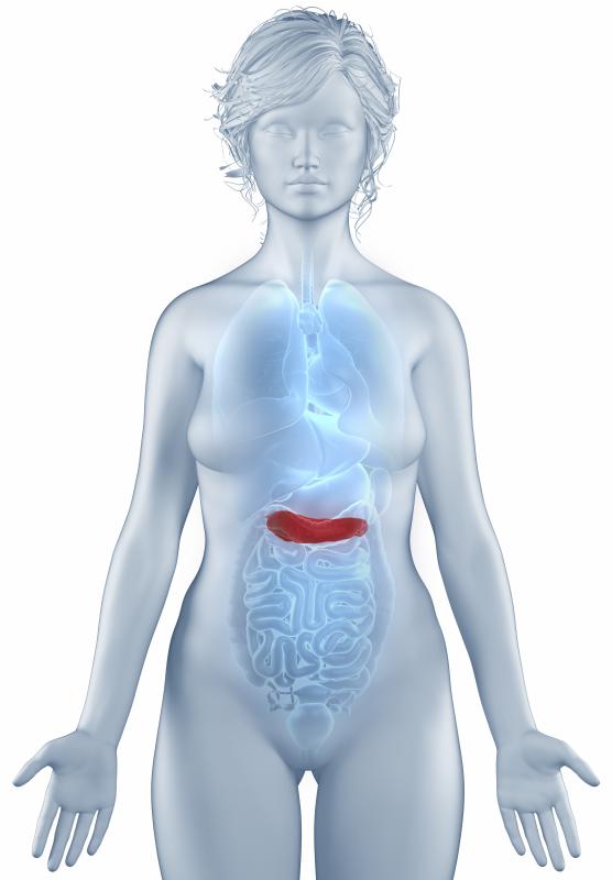 Serine proteinases are mainly produced in the pancreas.