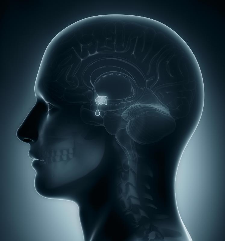 The pituitary gland secretes nine different hormones that control many bodily functions.