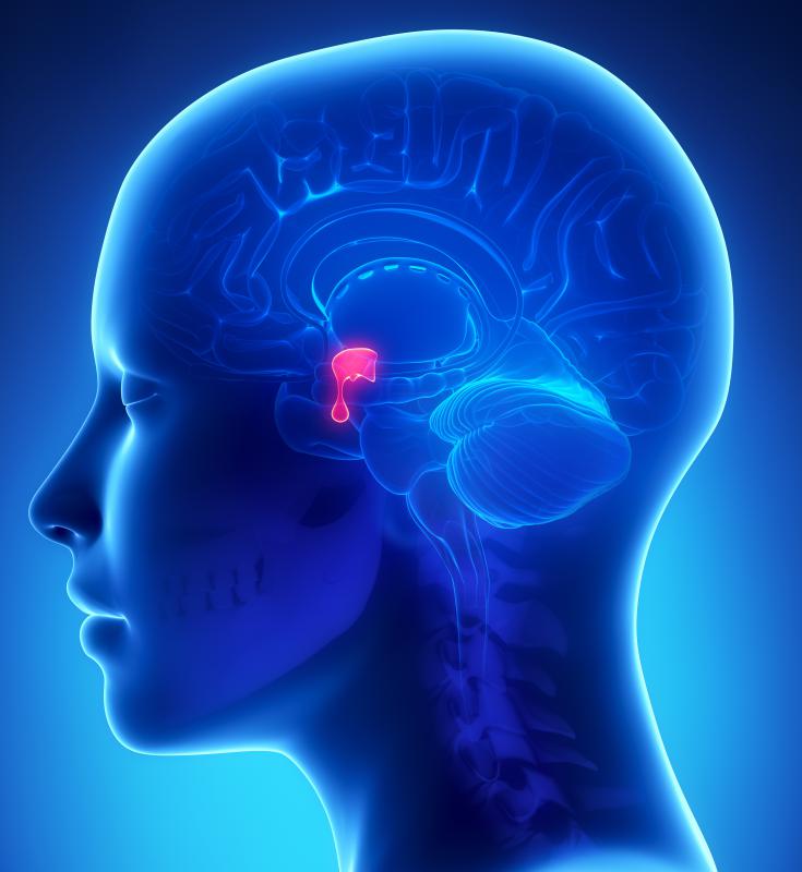 Part of the hypothalamic-pituitary-adrenal axis, the pea-sized pituitary gland controls several other glands crucial to the functioning of the human body.