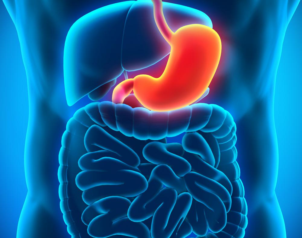 Gastrin is a hormone found in the human body that regulates the secretion of digestive acid, and is produced by cells in the lining of the stomach.