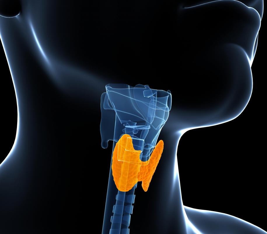 Estrogen hormones produced by the thyroid increase the production of angiotensinogen in the liver.