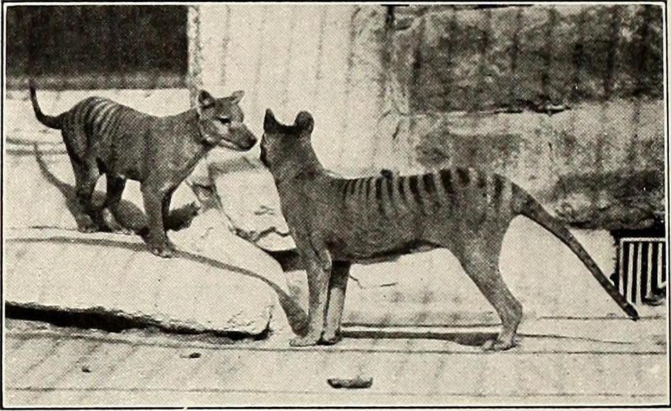 The now-extinct thylacine and the grey wolf are said to have a convergent evolution.
