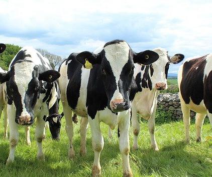 Although the US has fewer than half as many cows as it did in the 1950s, those cows produce nearly twice as much milk.
