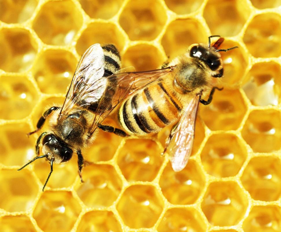The honey bee is a significant symbol for Utah.