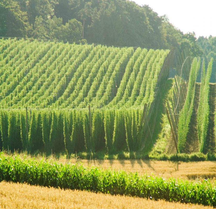 Hop farm.