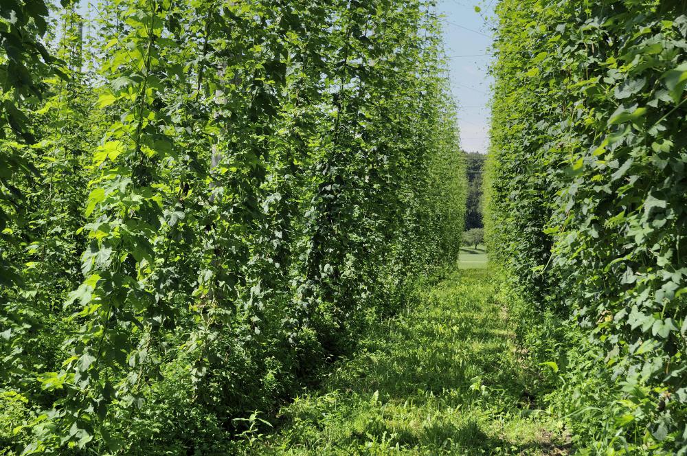 Hops, which are combined with brewer's yeast and malted barley to make beer.
