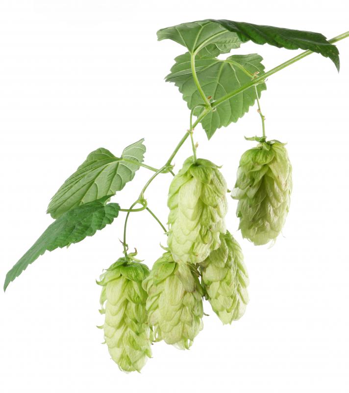 Hops are often included in appetite stimulants.