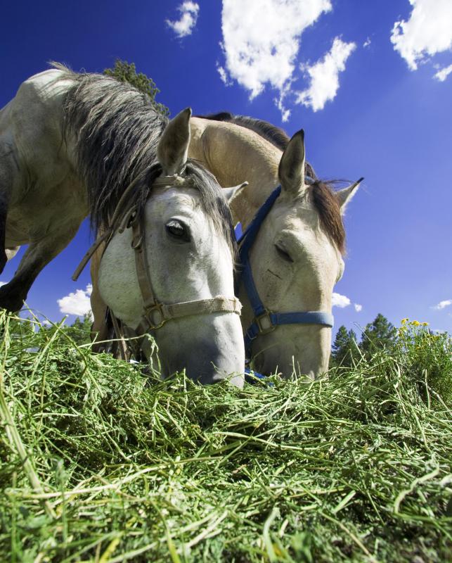 Keeping animals fed is an important aspect of farm life.