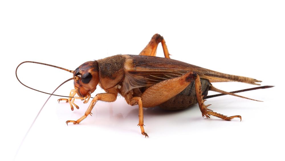 A captured cricket was good luck to the Chinese.