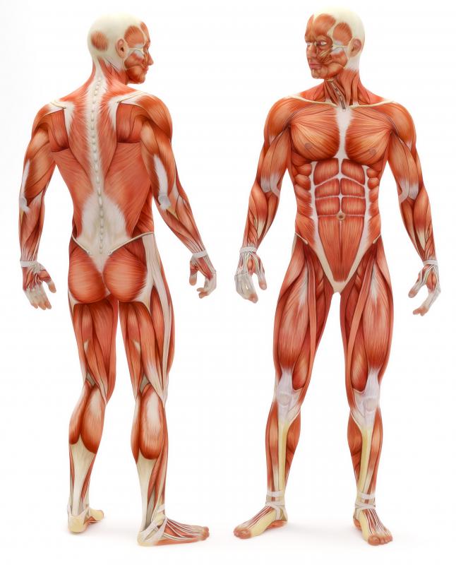 Smooth muscle is found in numerous locations throughout the body.