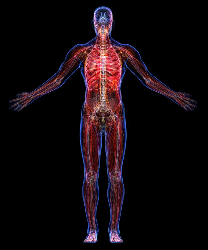 The cardiovascular system is the controlling system for the blood.