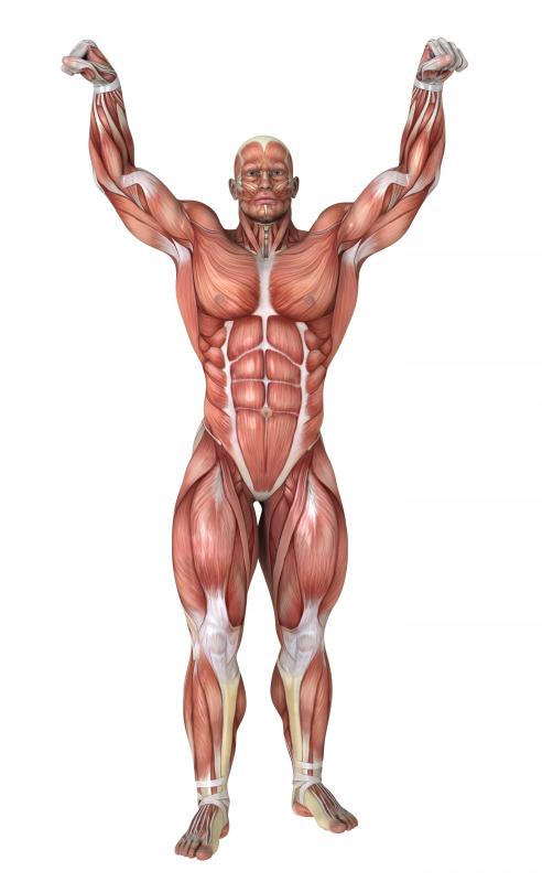 In part, human physiology is concerned with the interdependence between body systems, such as the central nervous system and the musculoskeletal system.