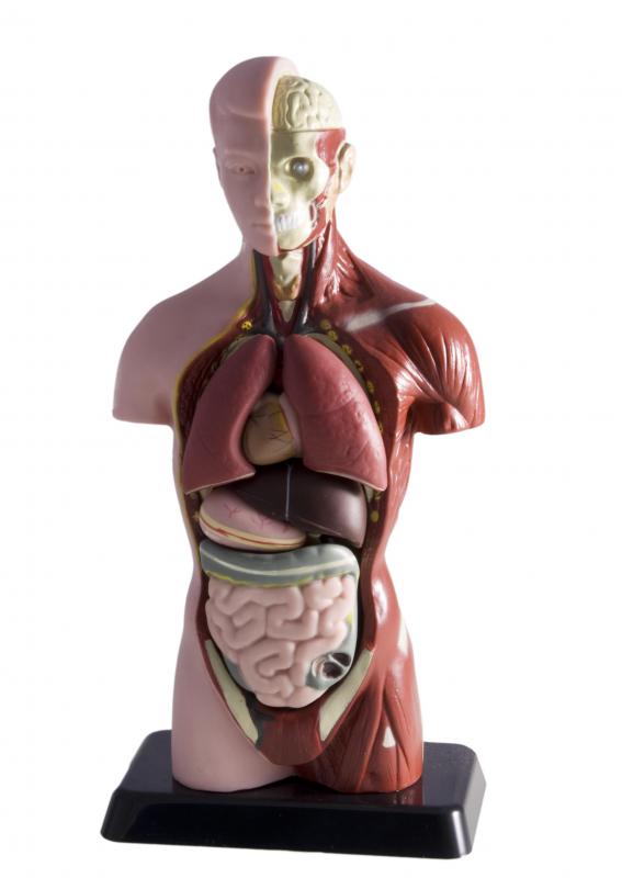 Squamous epithelium lines the internal organs.