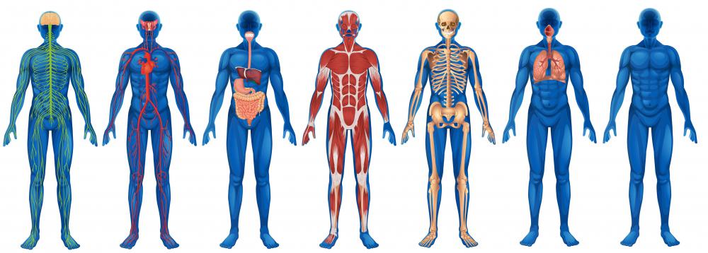 The human body has four kinds of cells, nerve, muscle, epithilial and connective.