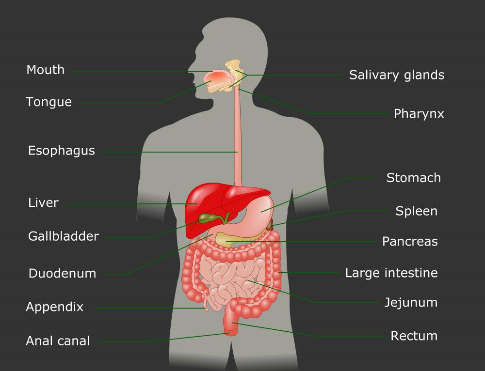 The cephalic phase begins with the sight, smell, or taste of food and ends with the first swallow as the food continues down the digestive system.