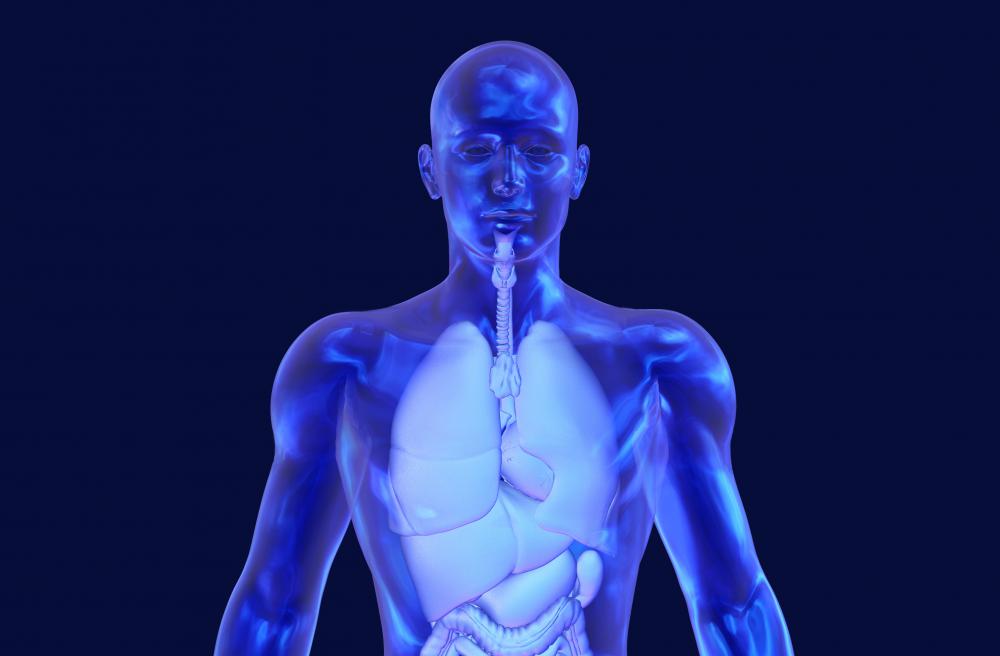 The lungs are surrounded by potential space, or visceral pleura, which allows room for them to expand.