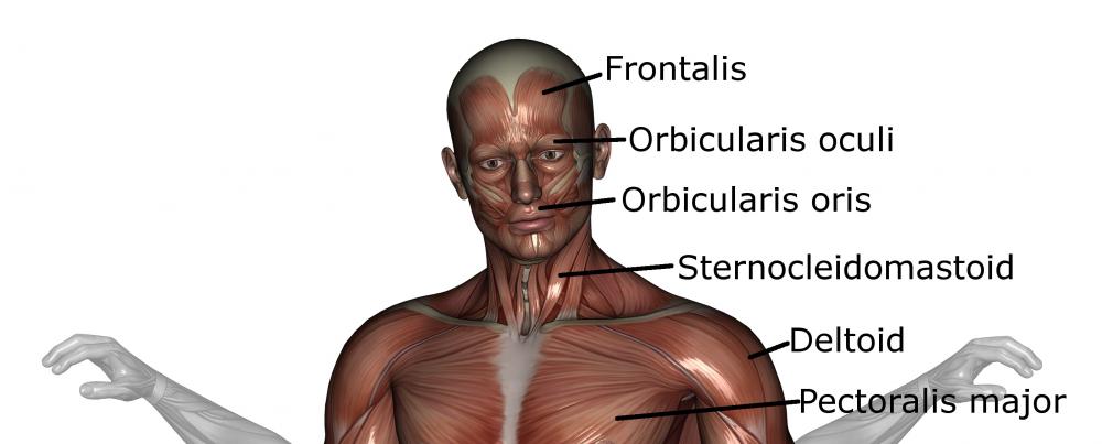 The orbicularis oculi muscles are located beneath the skin of the lower and upper eyelids.