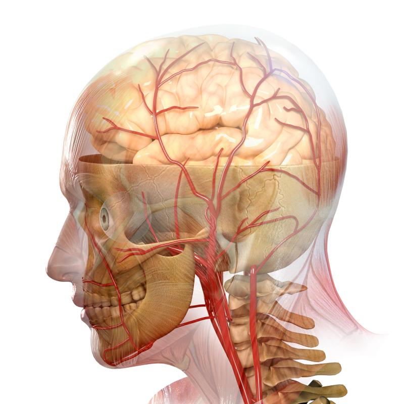 An illustration of a human brain, including the blood vessels.