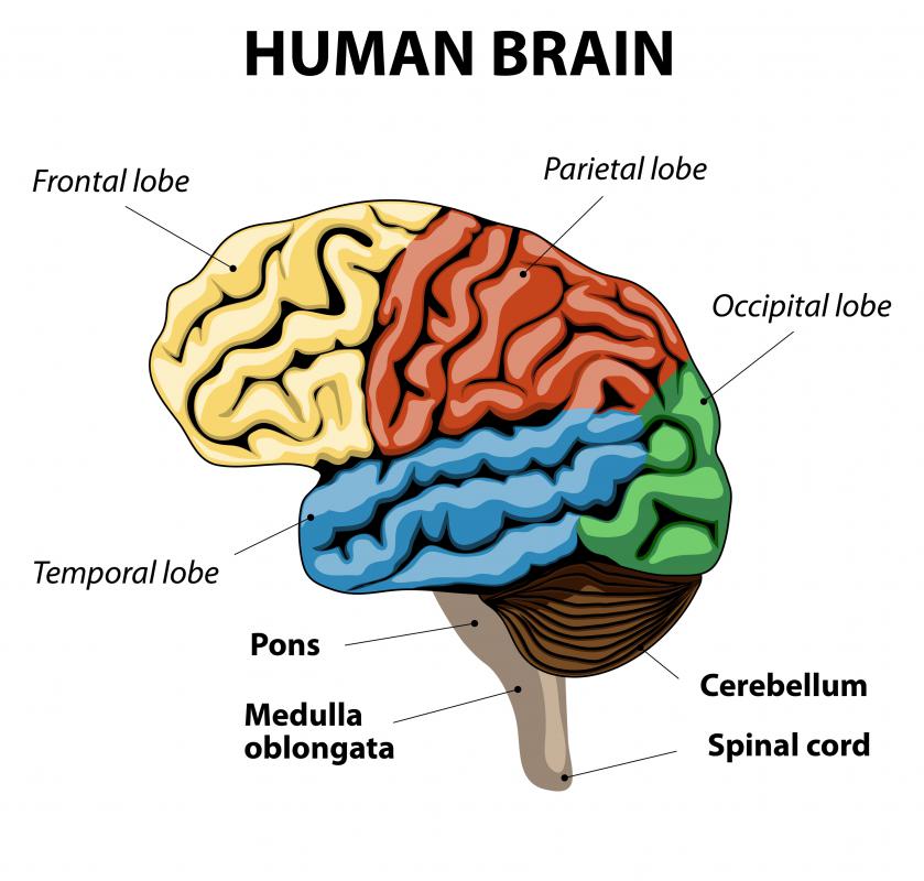 Maintaining the integrity of white matter is essential for healthy brain function.