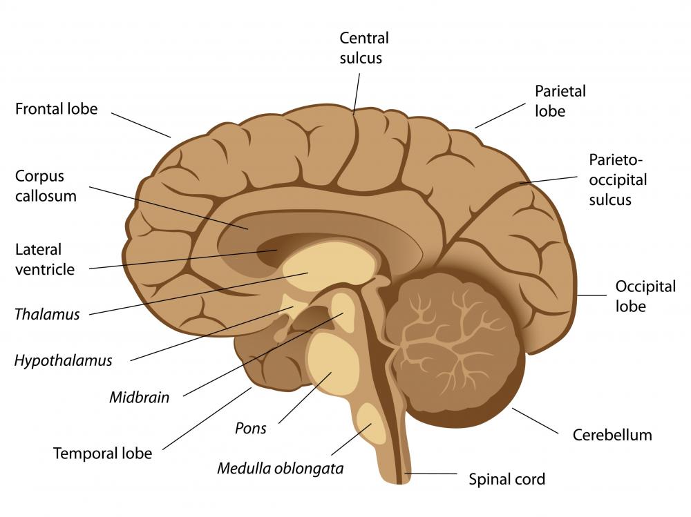 Aphasia encompasses a range of verbal disorders caused by damage in the brain.